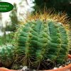 Notocactus _ottonis _01